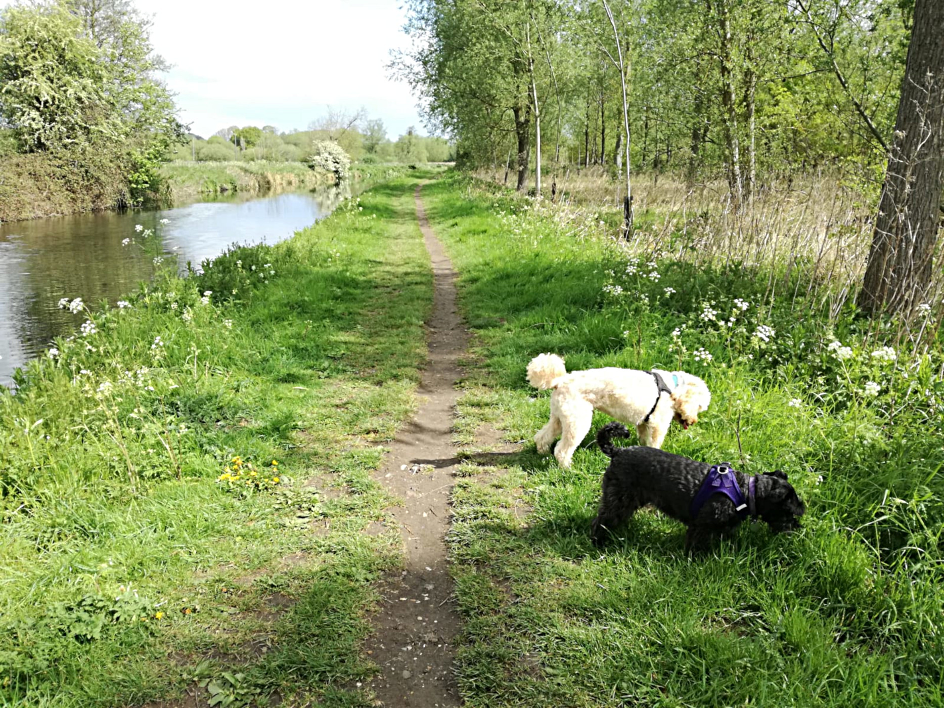 Little Darling Dogs pic