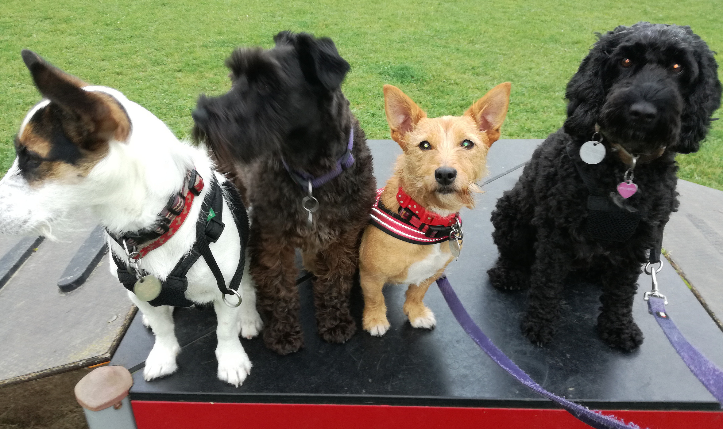 Little Darling Dogs pic