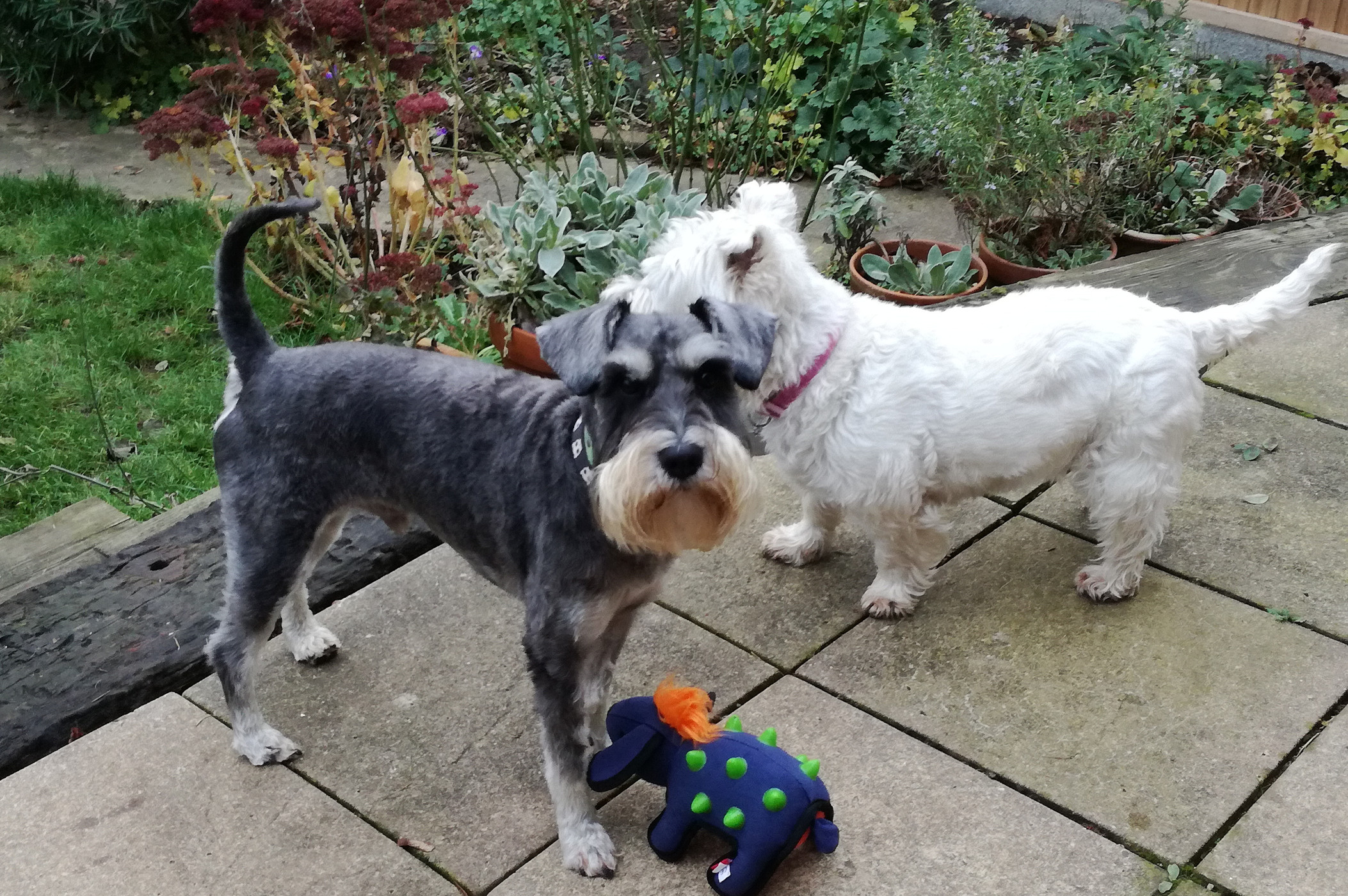 Little Darling Dogs pic