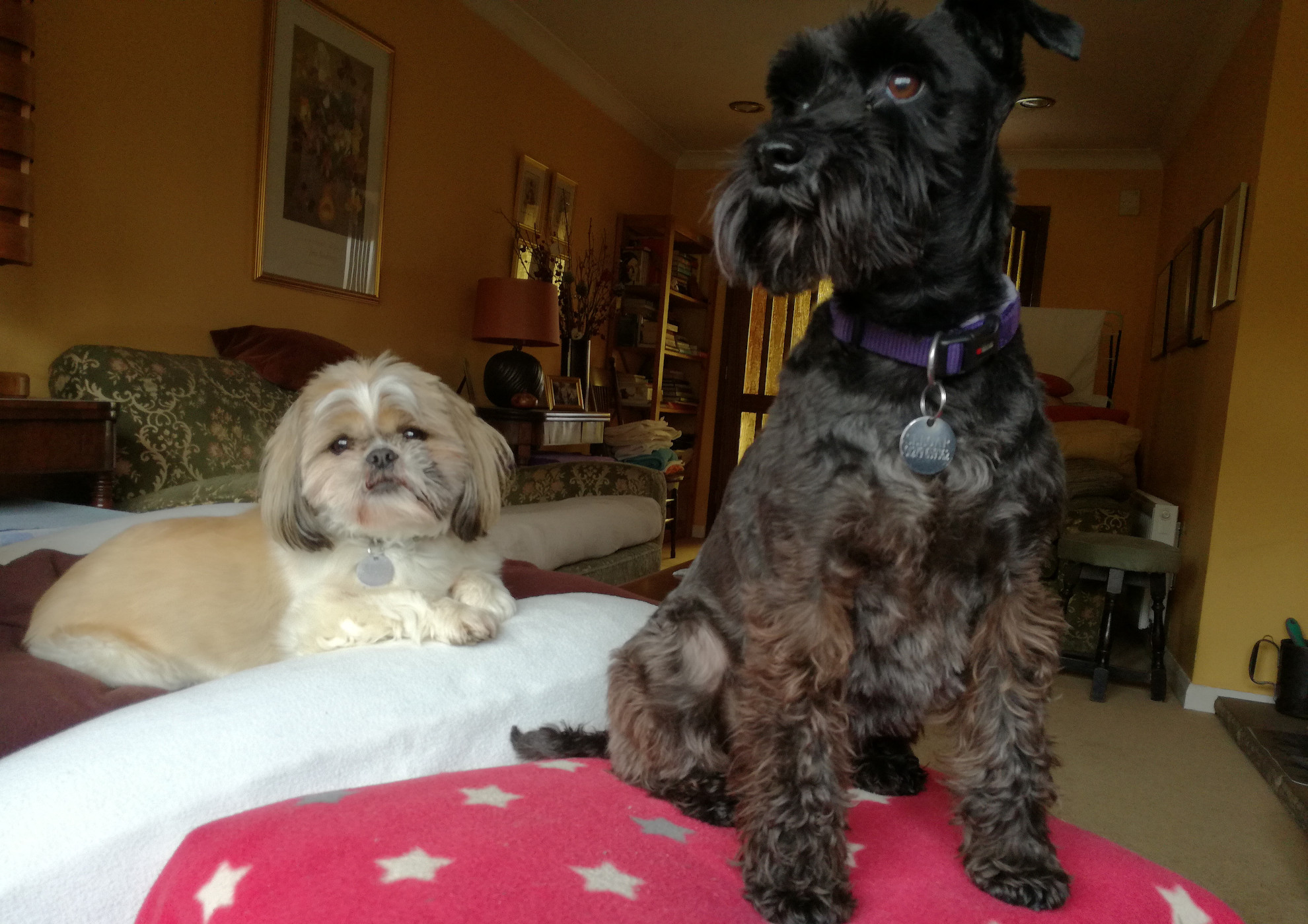 Little Darling Dogs pic