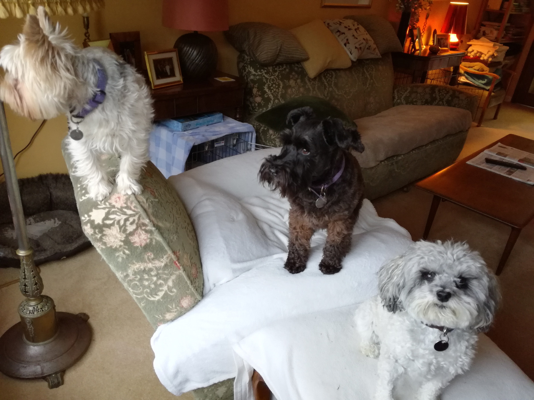 Little Darling Dogs pic